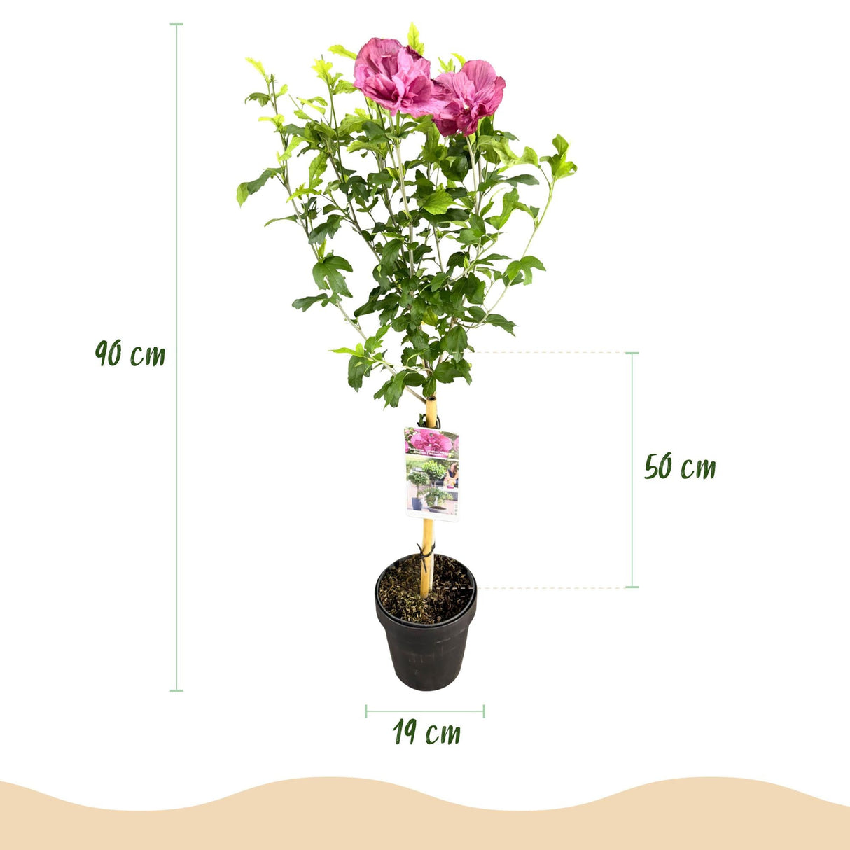 Livraison plante Hibiscus Magenta Chiffon® – Pot 19 cm – Hauteur 90 cm