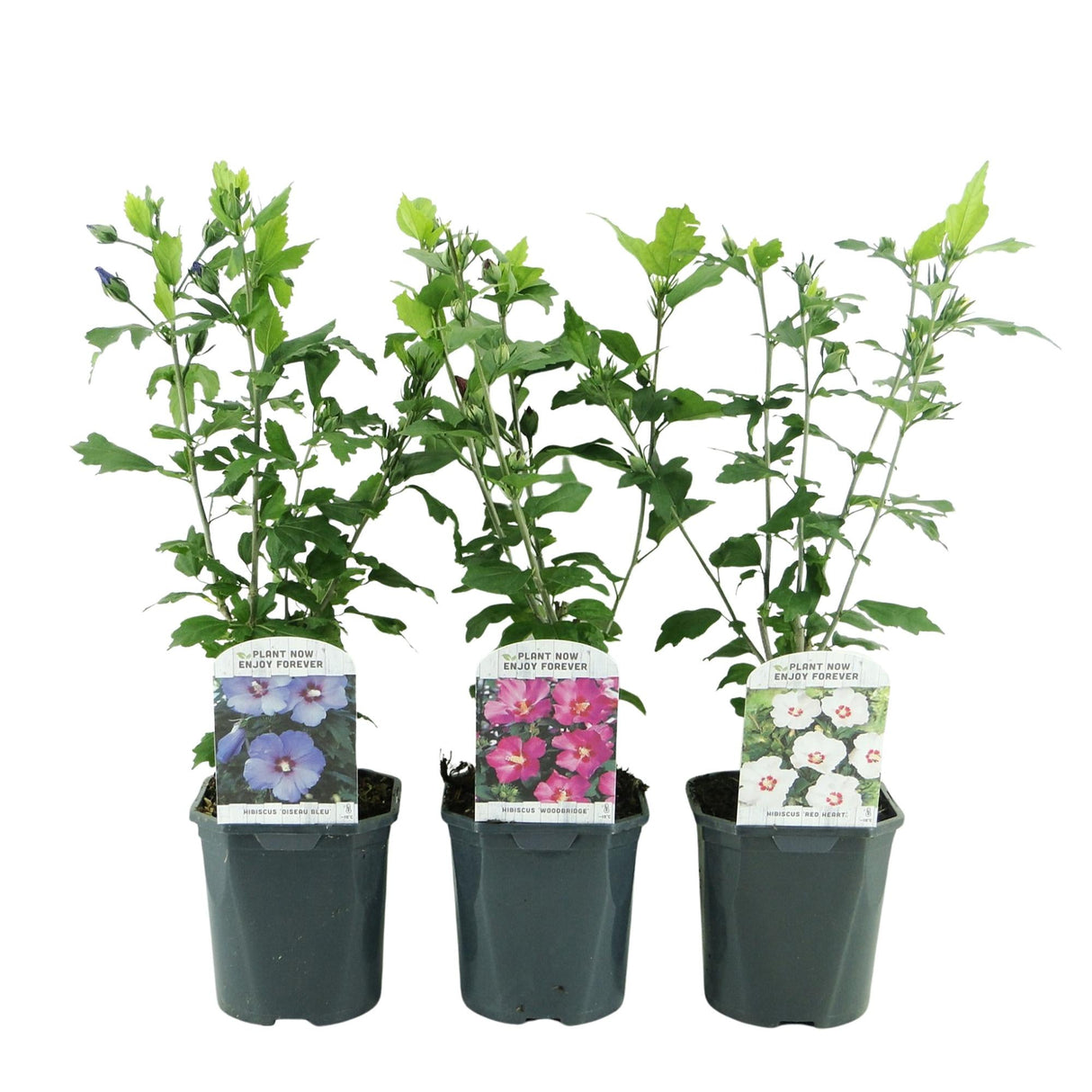 Livraison plante Hibiscus syriacus Tricolour – Lot de 3 – Hauteur 45 cm