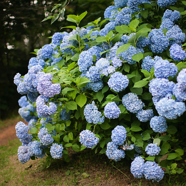 Livraison plante Hortensia Blue – Lot de 1 – Pot 17 cm – Hauteur 30 cm
