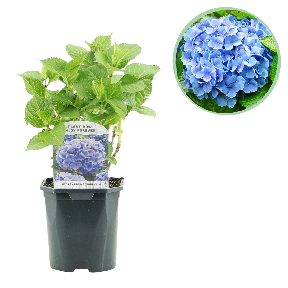 Livraison plante Hortensia Blue x1