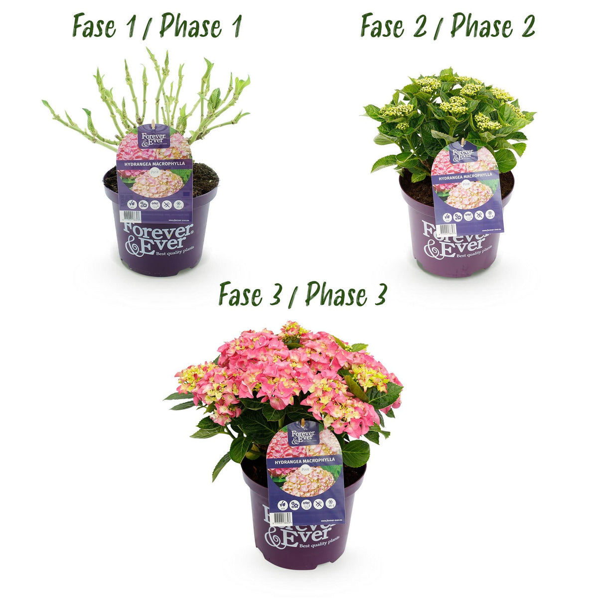 Livraison plante Hortensia Forever & Ever – Lot de 2 – Pot 23 cm