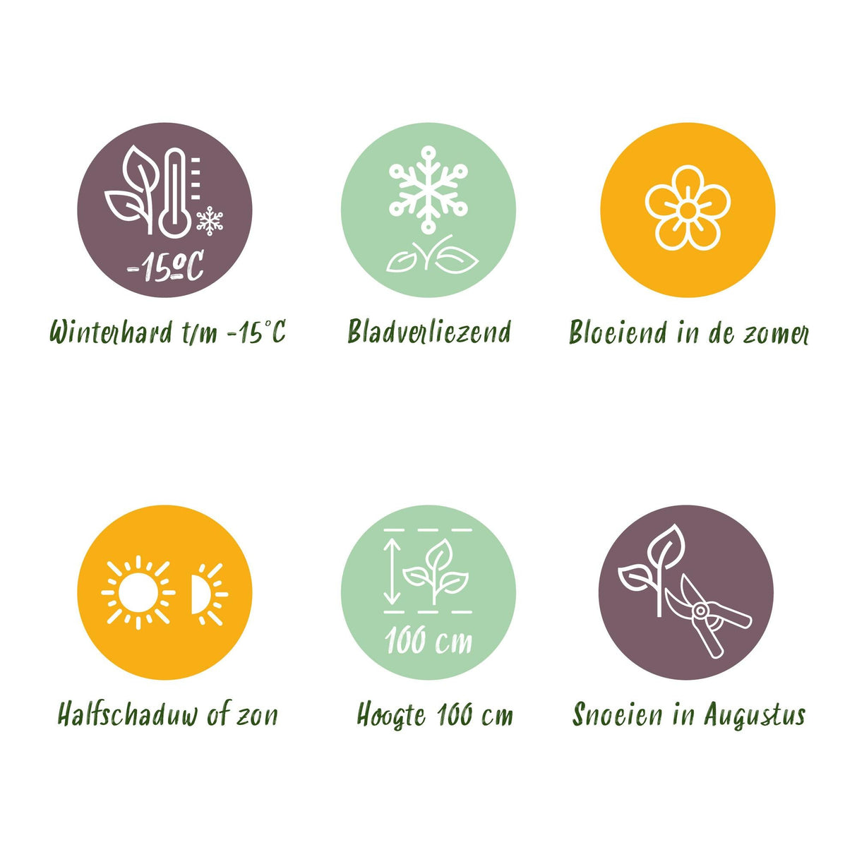 Livraison plante Hortensia Forever & Ever – Lot de 2 – Pot 23 cm