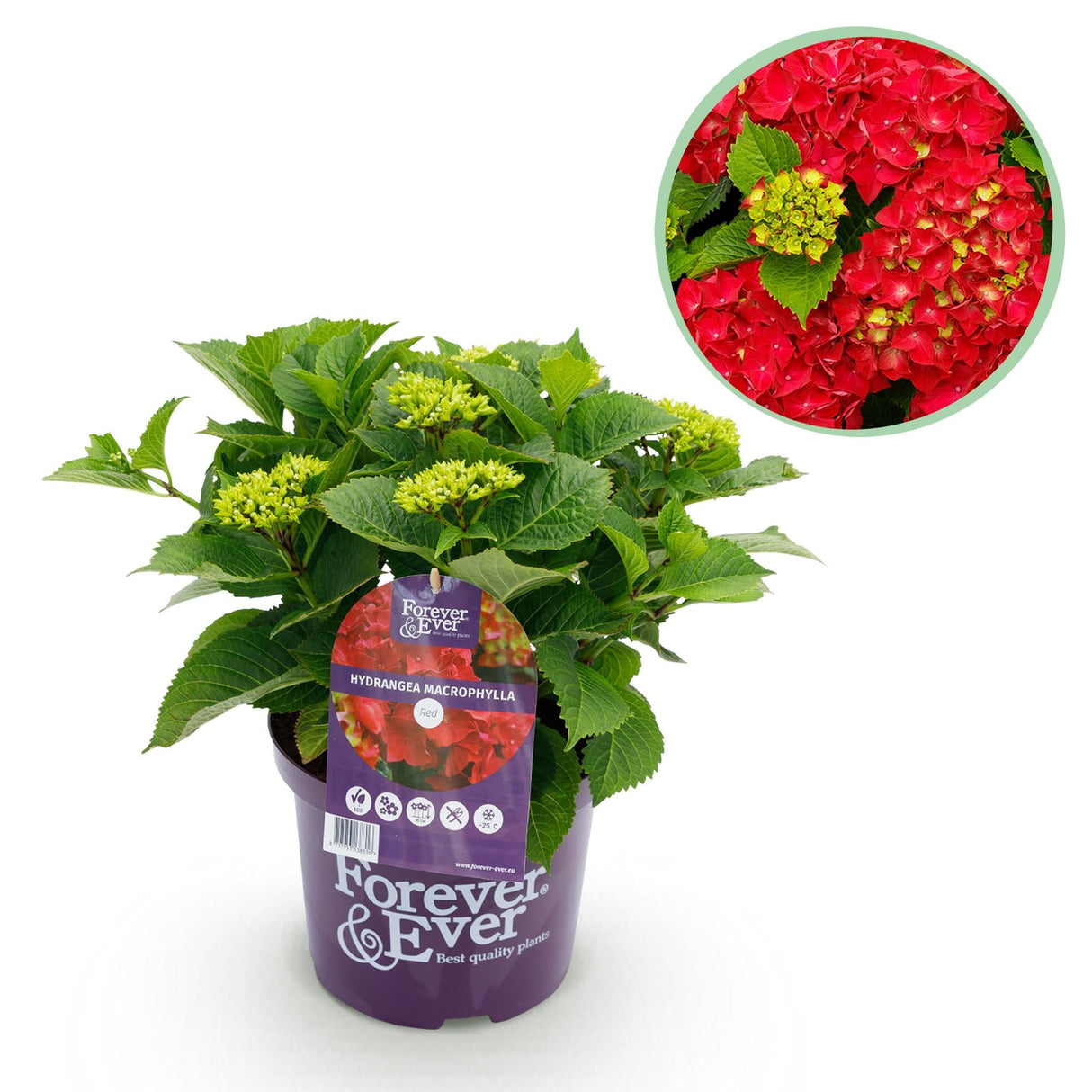 Livraison plante Hortensia Forever & Ever Rouge – Pot 23 cm – Hauteur 55 cm