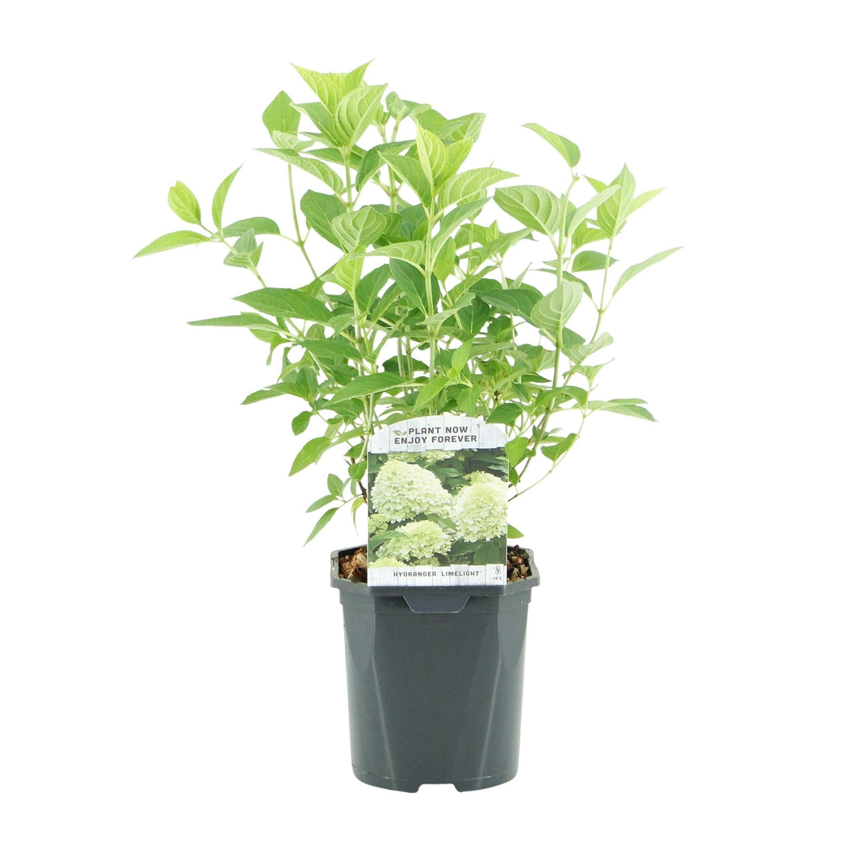 Livraison plante Hortensia Limelight – Lot de 3 – Pot 17 cm – Hauteur 50 cm