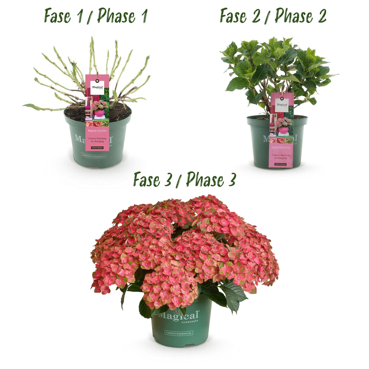 Livraison plante Hortensia Magical Green Fire – Lot de 2 – Pot 23 cm