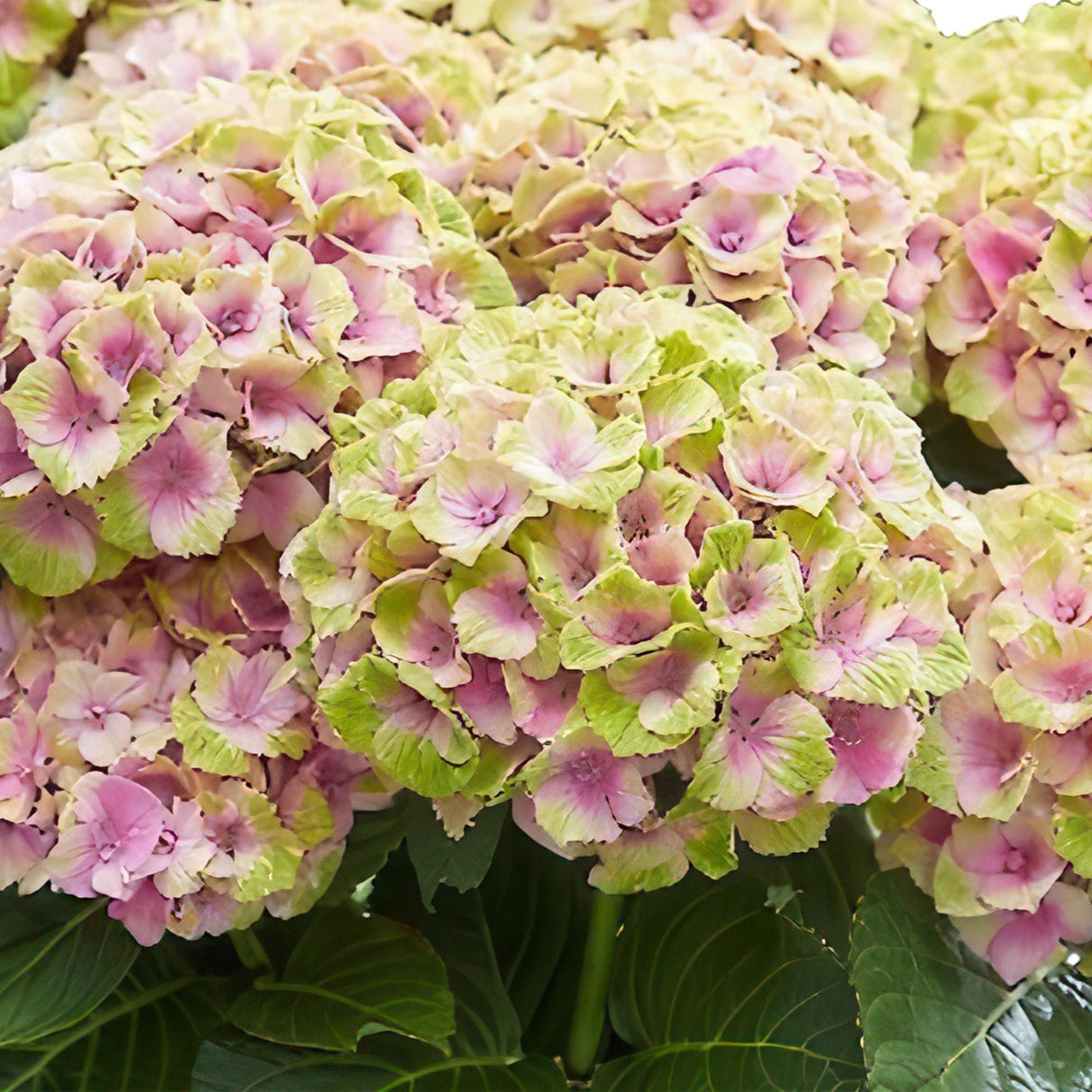 Livraison plante Hortensia Magical Jewel Pink – Lot de 2 – Hauteur 55 cm