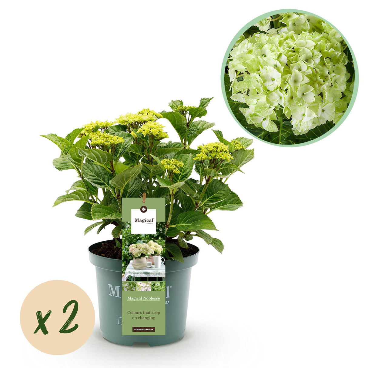 Livraison plante Hortensia Magical Noblesse – Lot de 2 – Pot 23 cm