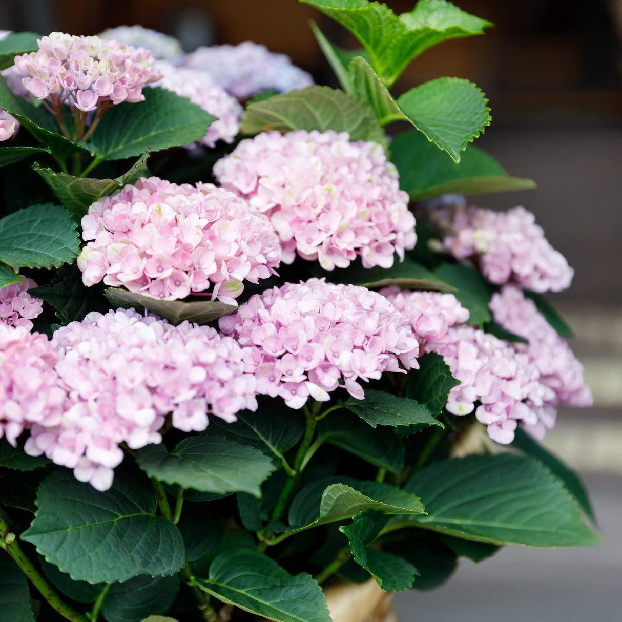 Livraison plante Hortensia Magical Revolution Pink – Lot de 2 – Pot 23 cm