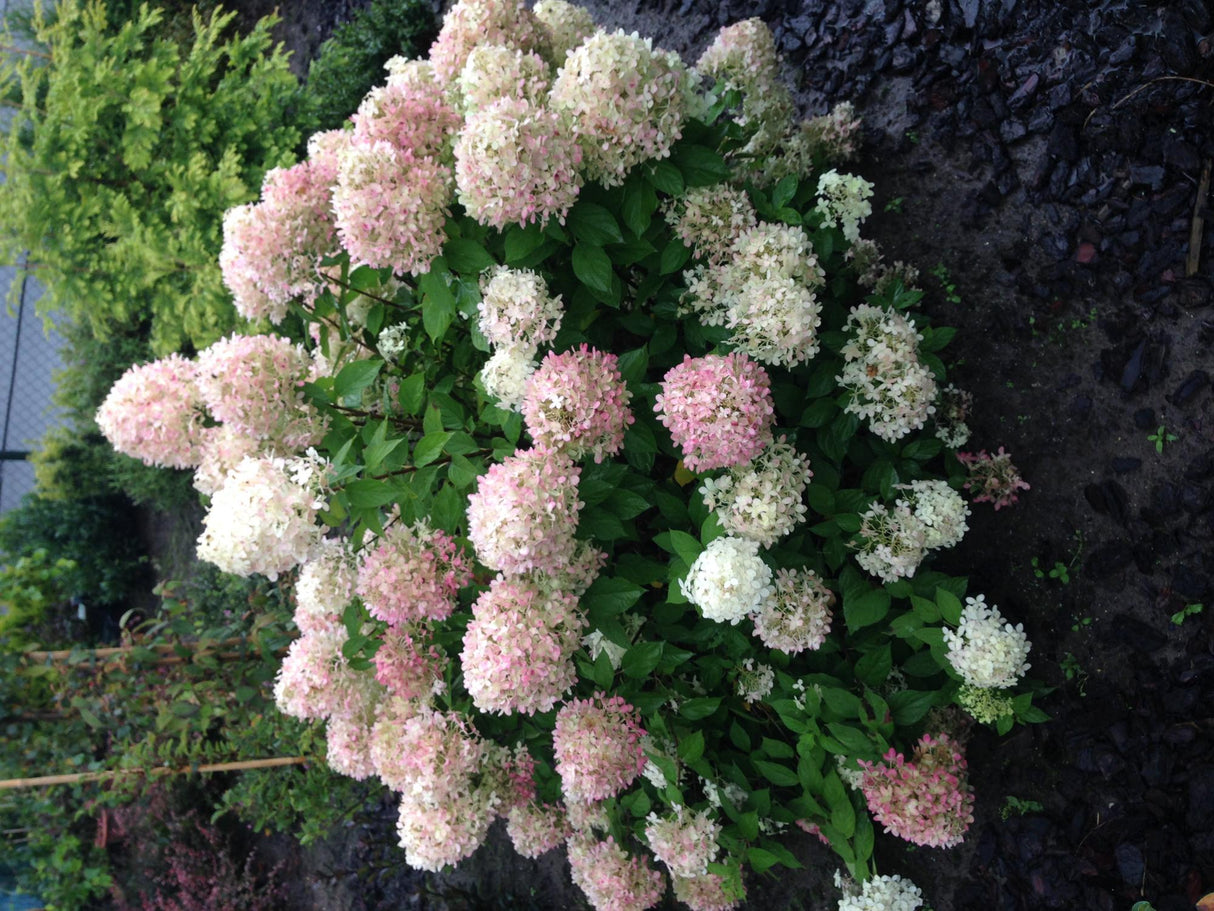 Livraison plante Hortensia Panniculata Limelight – Pot 17 cm – Hauteur 50 cm