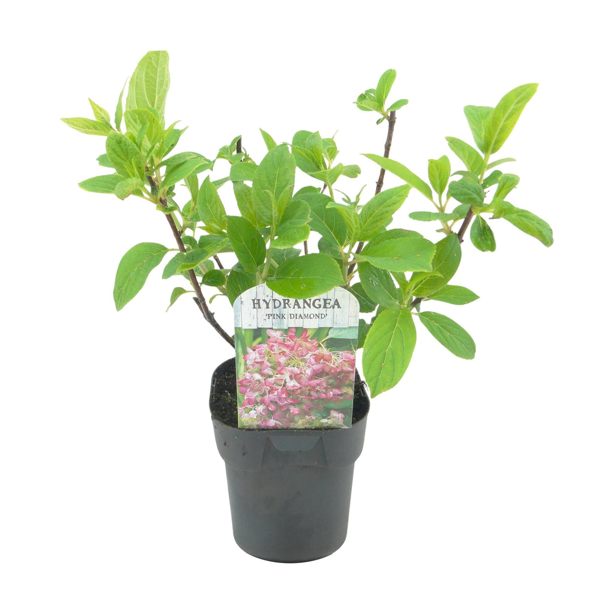 Livraison plante Hortensia Pink Diamond – Pot 17 cm – Hauteur 50 cm