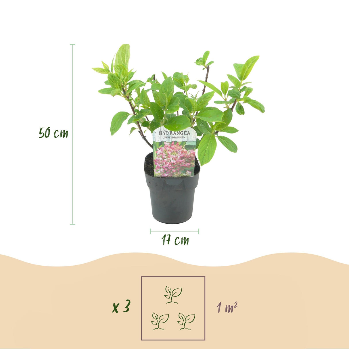 Livraison plante Hortensia Pink Diamond – Pot 17 cm – Hauteur 50 cm