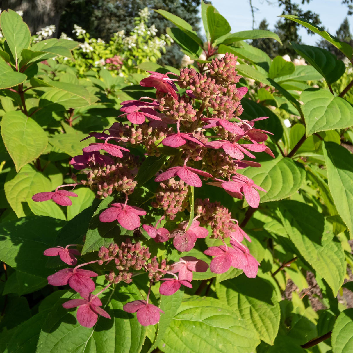 Livraison plante Hortensia Wims Red – Lot de 1 – Pot 17 cm – Hauteur 50 cm