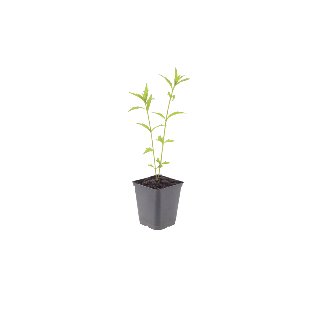 Livraison plante Kalimeris blue star