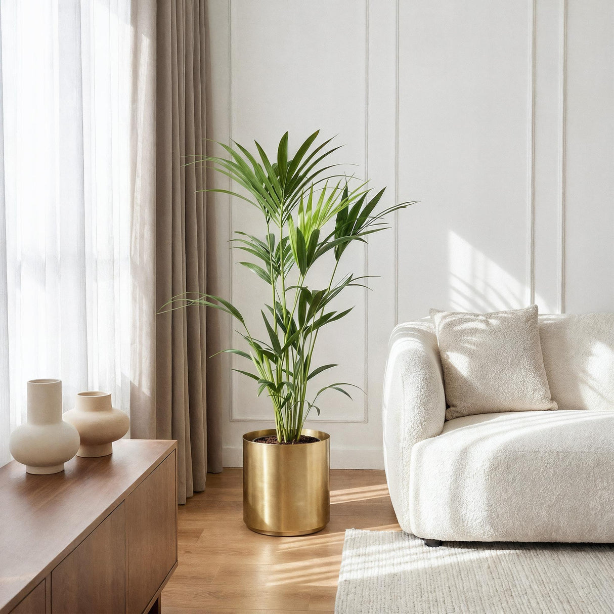 Livraison plante Kentia Howea forsteriana