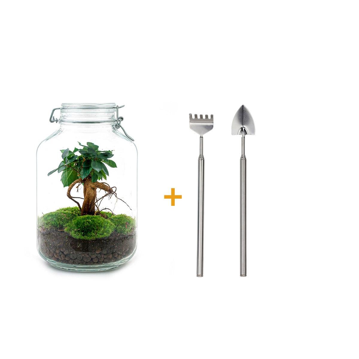 Livraison plante Kit terrarium DIY - OSLO