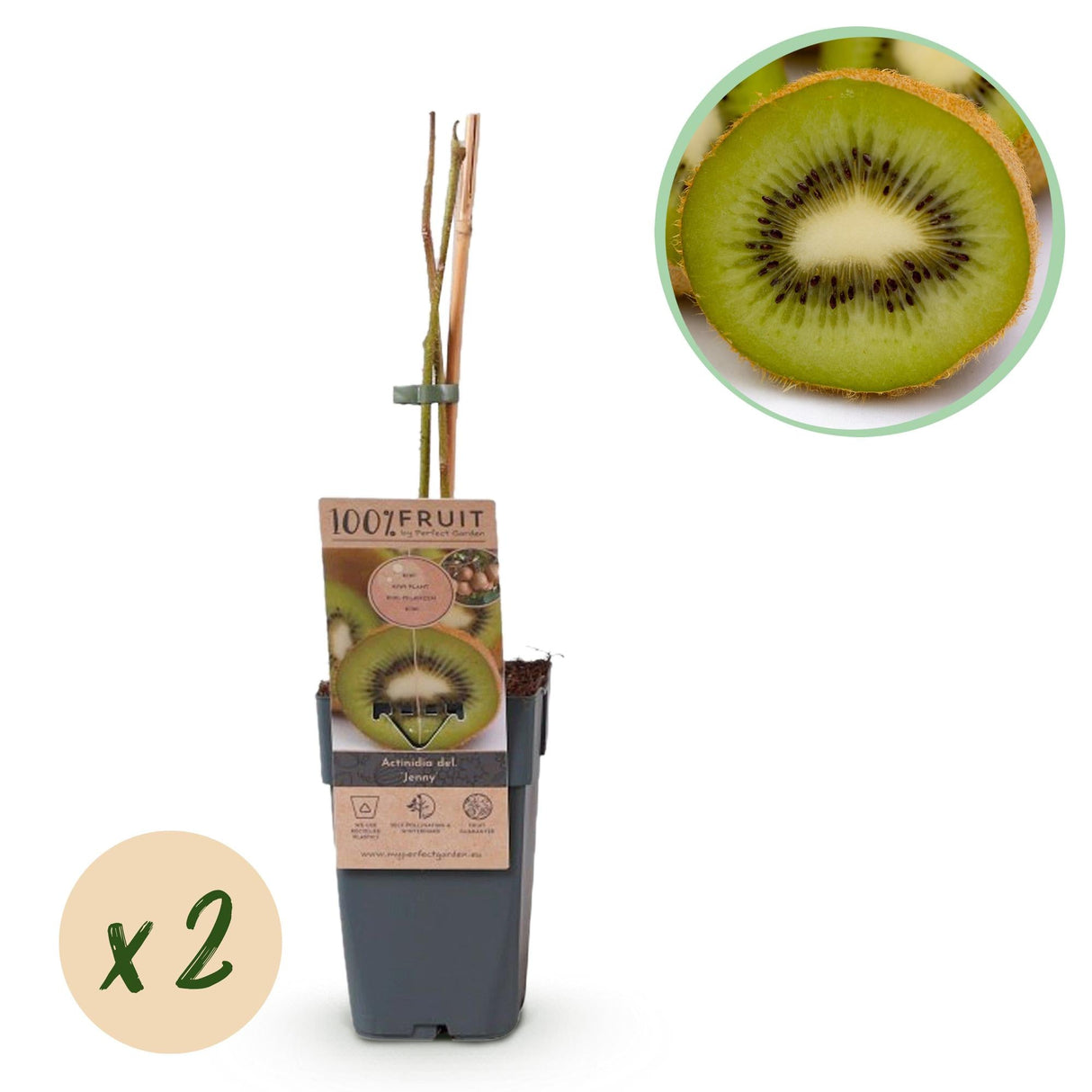 Livraison plante Kiwi Jenny – Lot de 2 – Pot 15 cm – Hauteur 50 cm