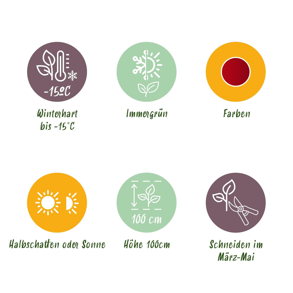 Livraison plante Leucothoe Burning Love – Lot de 2 – Pot 17cm – Hauteur 45 cm