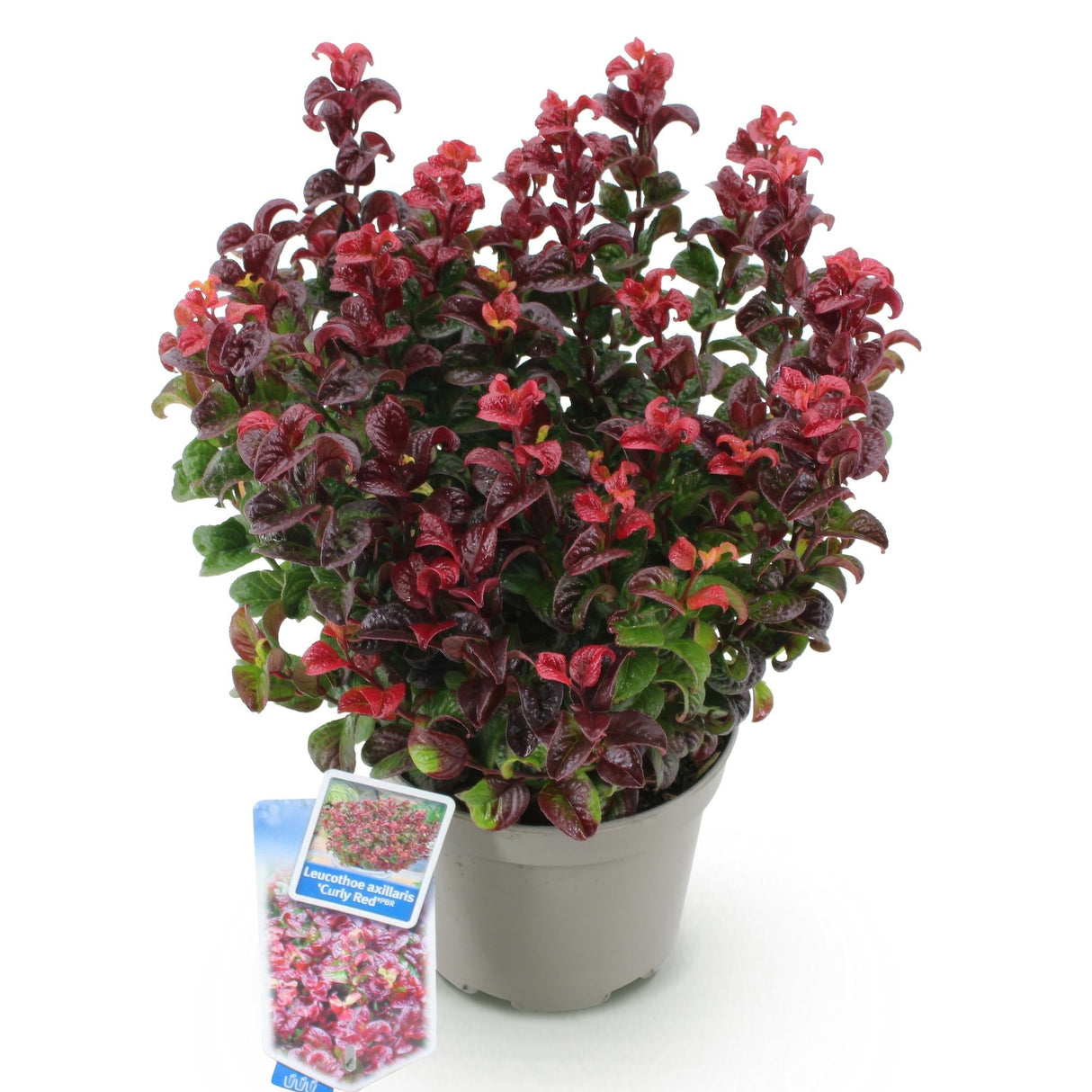 Livraison plante Leucothoe Curly Red – Lot de 1 – Pot 17 cm – Hauteur 40 cm