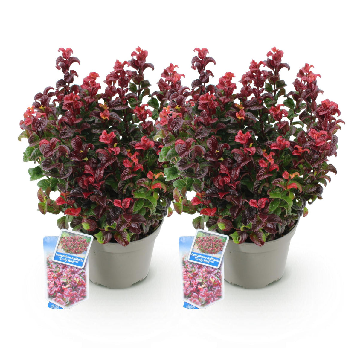 Livraison plante Leucothoe Curly Red – Lot de 2 – Pot 17 cm – Hauteur 40 cm