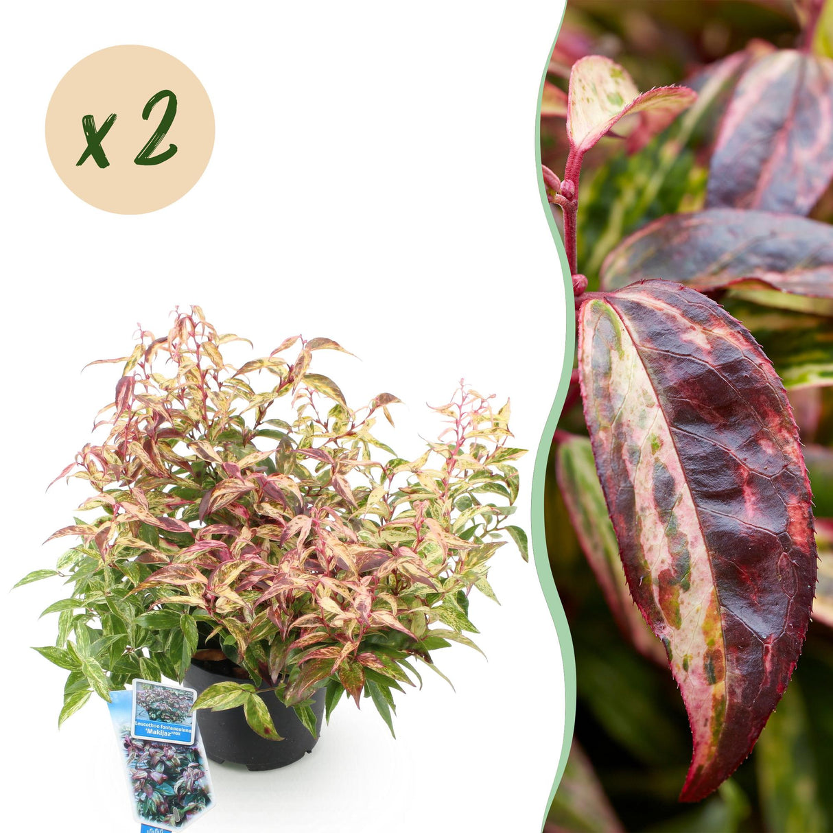 Livraison plante Leucothoe Makijaz x1