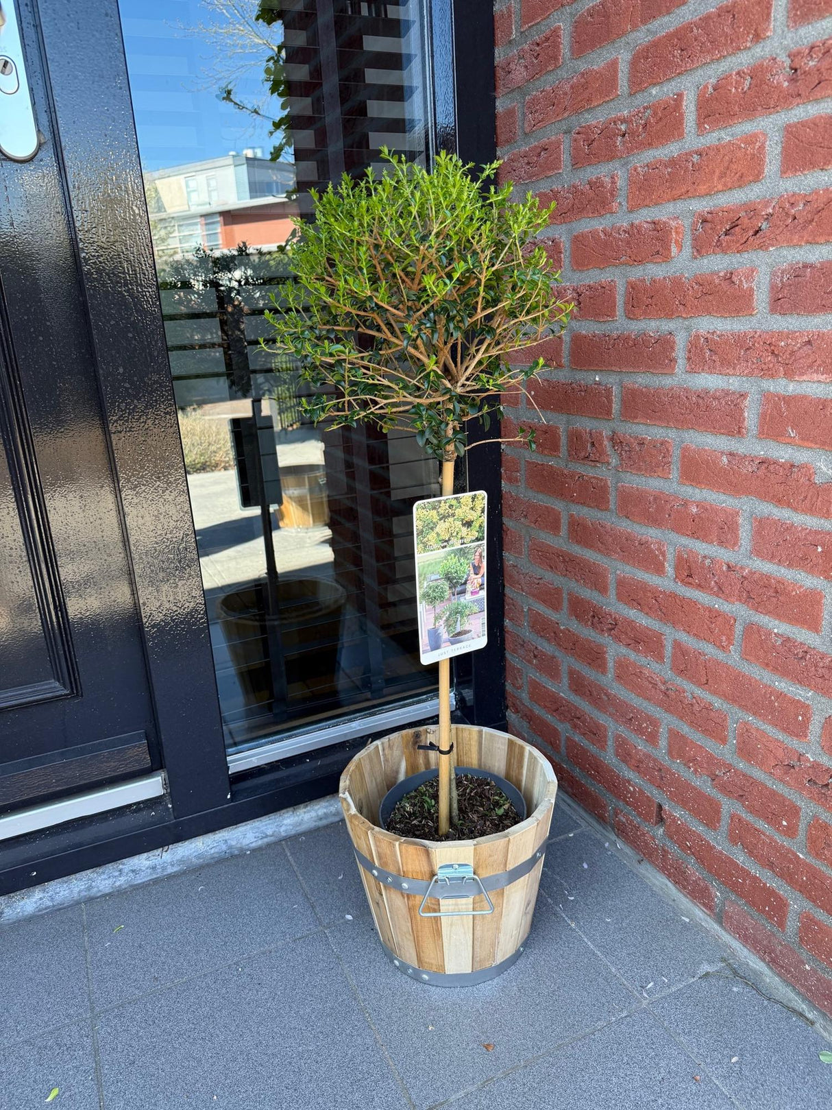 Livraison plante Ligustrum delavayanum – Lot de 1 – Pot 19 cm – Hauteur 90 cm