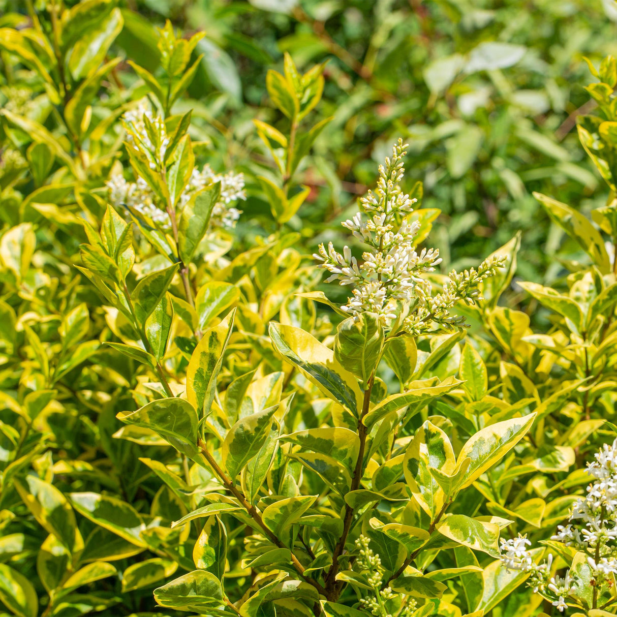 Livraison plante Ligustrum ovalifolium Aureum – Lot de 8 – Hauteur 35 - 40 cm