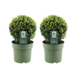Livraison plante Lot de 2 Ilex crenata 'Jenny' Ø20cm