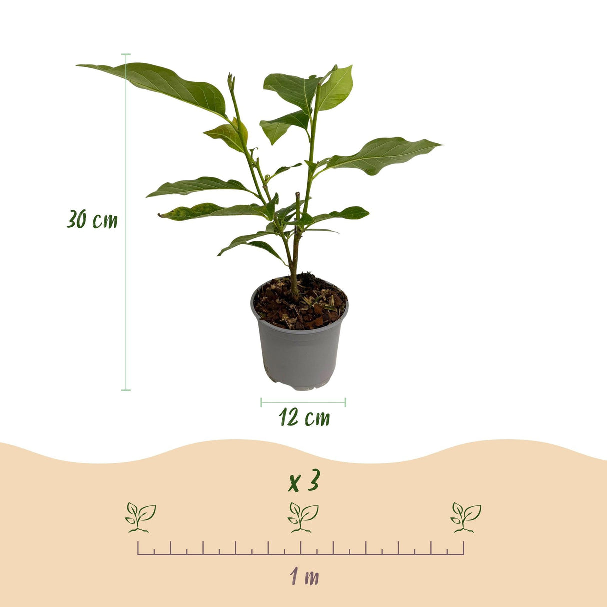 Livraison plante Magnolia Genie – Lot de 1 – Pot 12 cm – Hauteur 30 cm