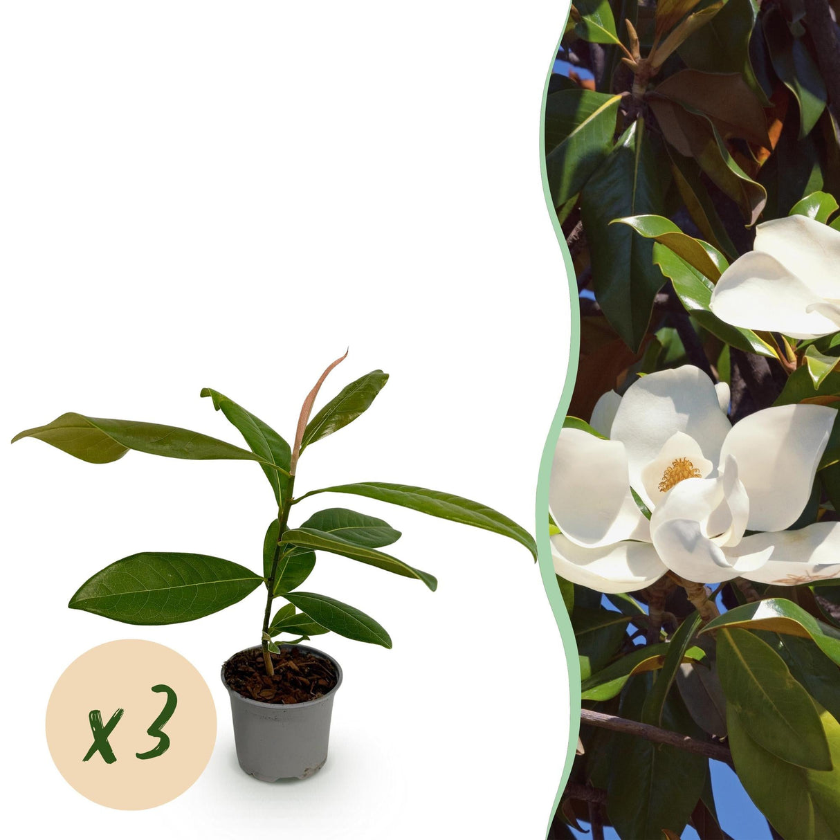 Livraison plante Magnolia grandiflora – Lot de 3 – Hauteur 30 cm