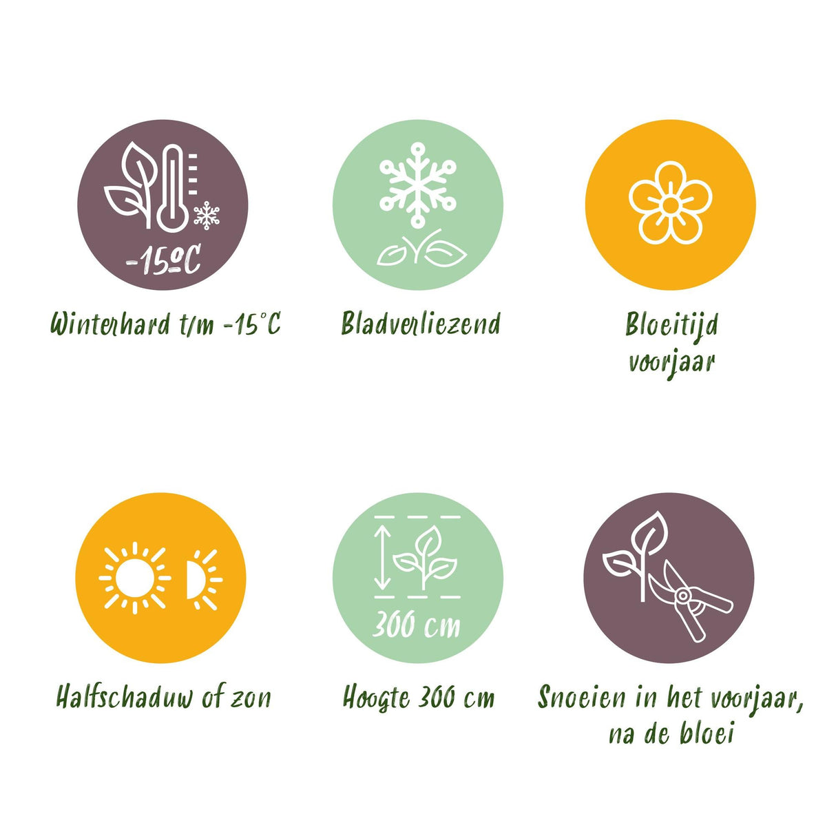 Livraison plante Magnolia Ricki – Lot de 1 – Pot 12 cm – Hauteur 30 cm