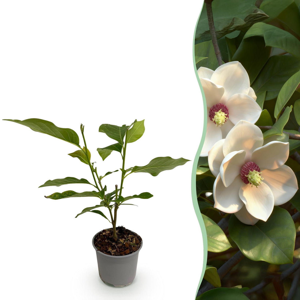 Livraison plante Magnolia sieboldii – Lot de 1 – Pot 12 cm – Hauteur 30 cm