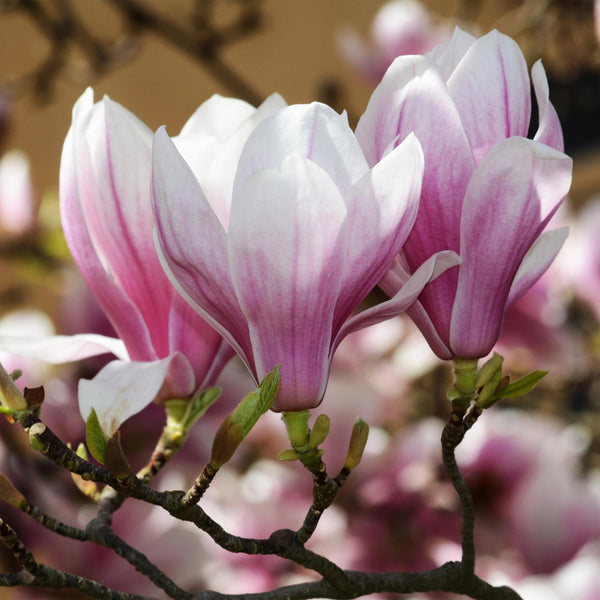 Livraison plante Magnolia soulangeana – Lot de 1 – Pot 12 cm – Hauteur 30 cm