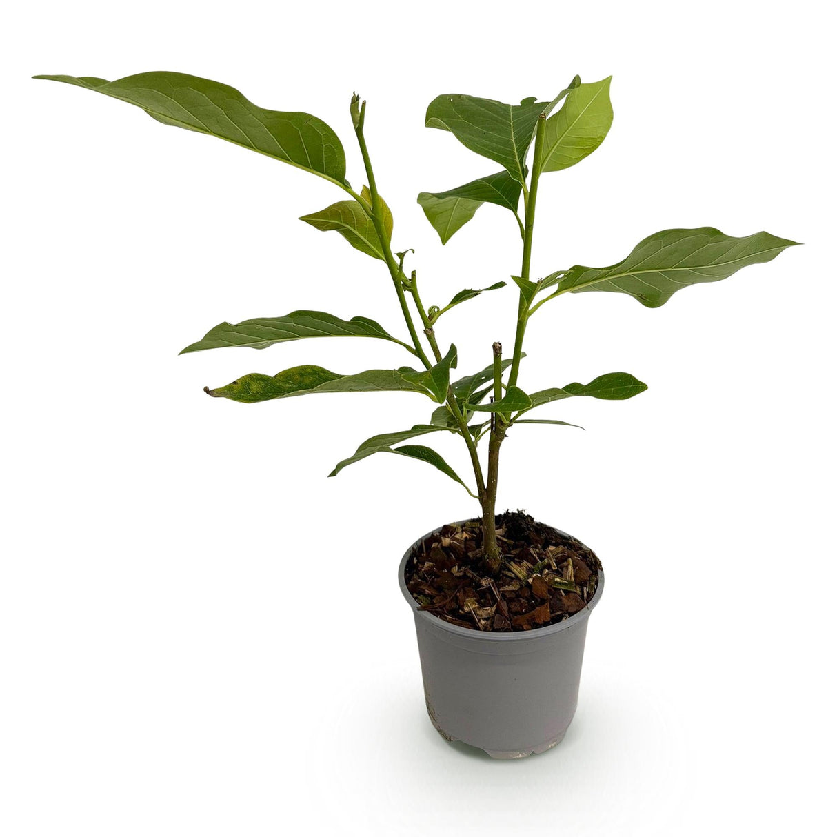 Livraison plante Magnolia stellata Royal Star – Pot 12 cm – Hauteur 30 cm