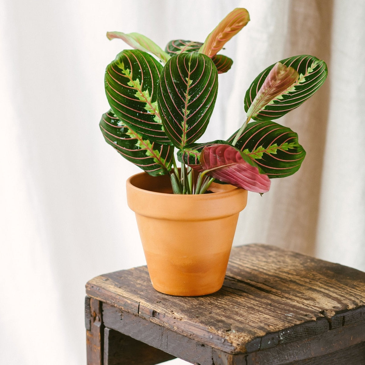 Maranta Fascinator – faszinierende exotische Zimmerpflanze