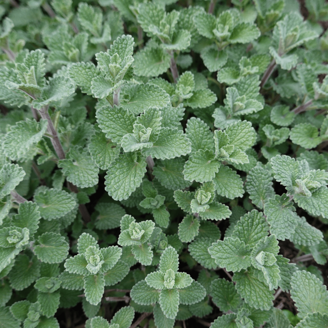 Livraison plante Menthe des chats Nepeta