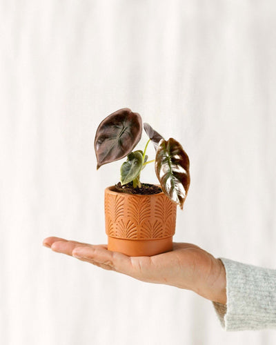 Mini Alocasia Cuprea Rood