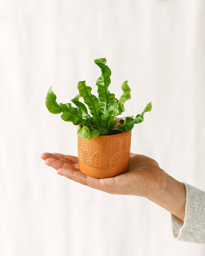 Mini Asplenium Krokant