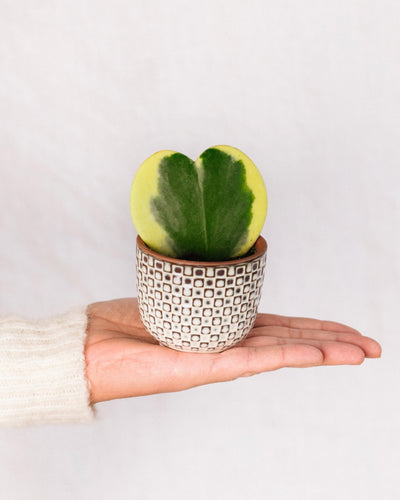 Mini Hoya hartvariegata