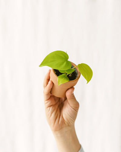 Mini Philodendron Neon Goud