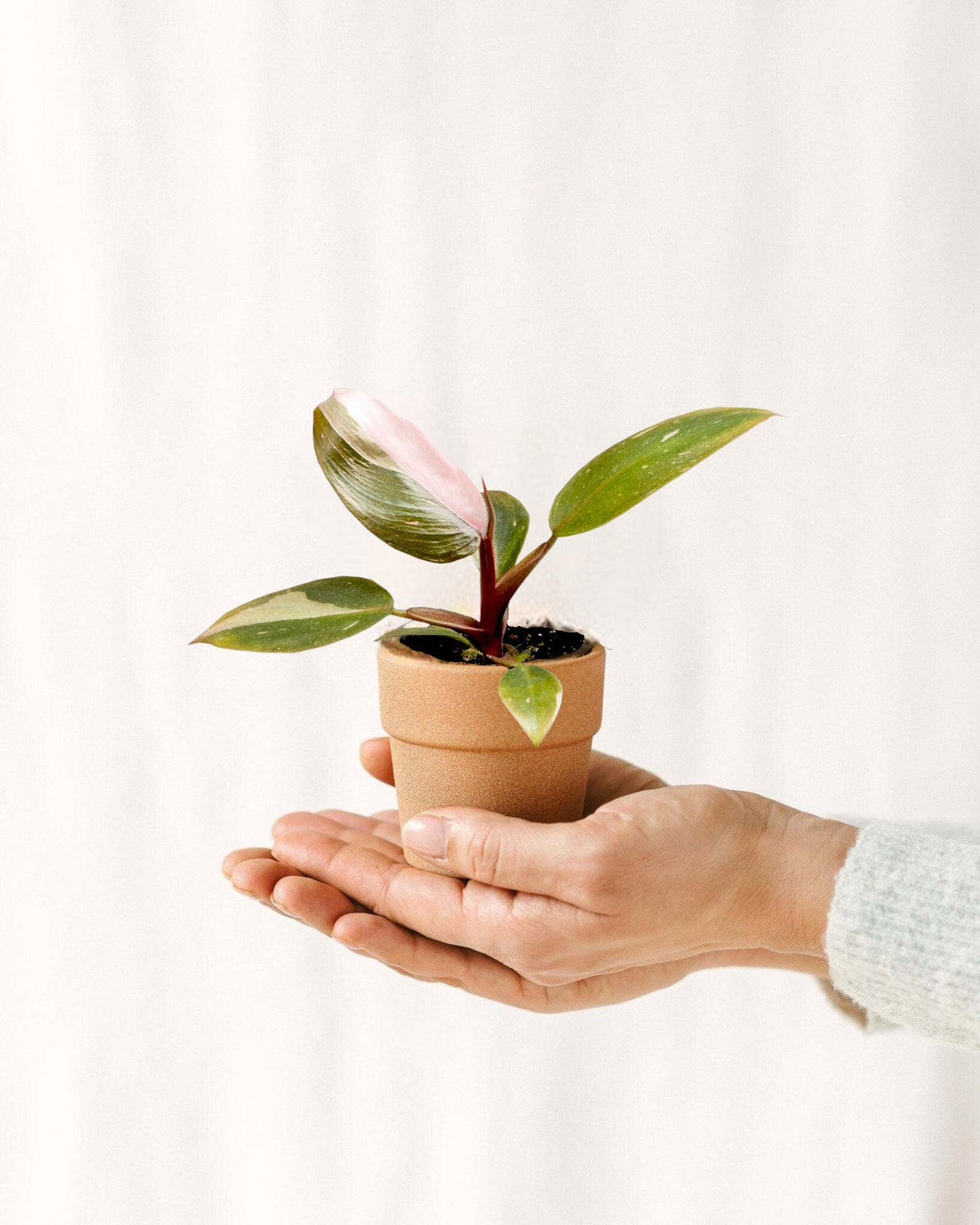 Livraison plante Mini Philodendron Pink Princess