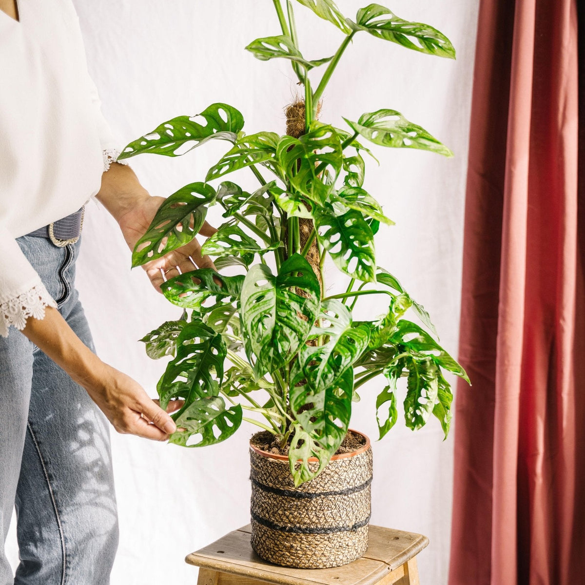Monstera Monkey Leaf H70cm auf Stab – Exotische tropische Pflanze