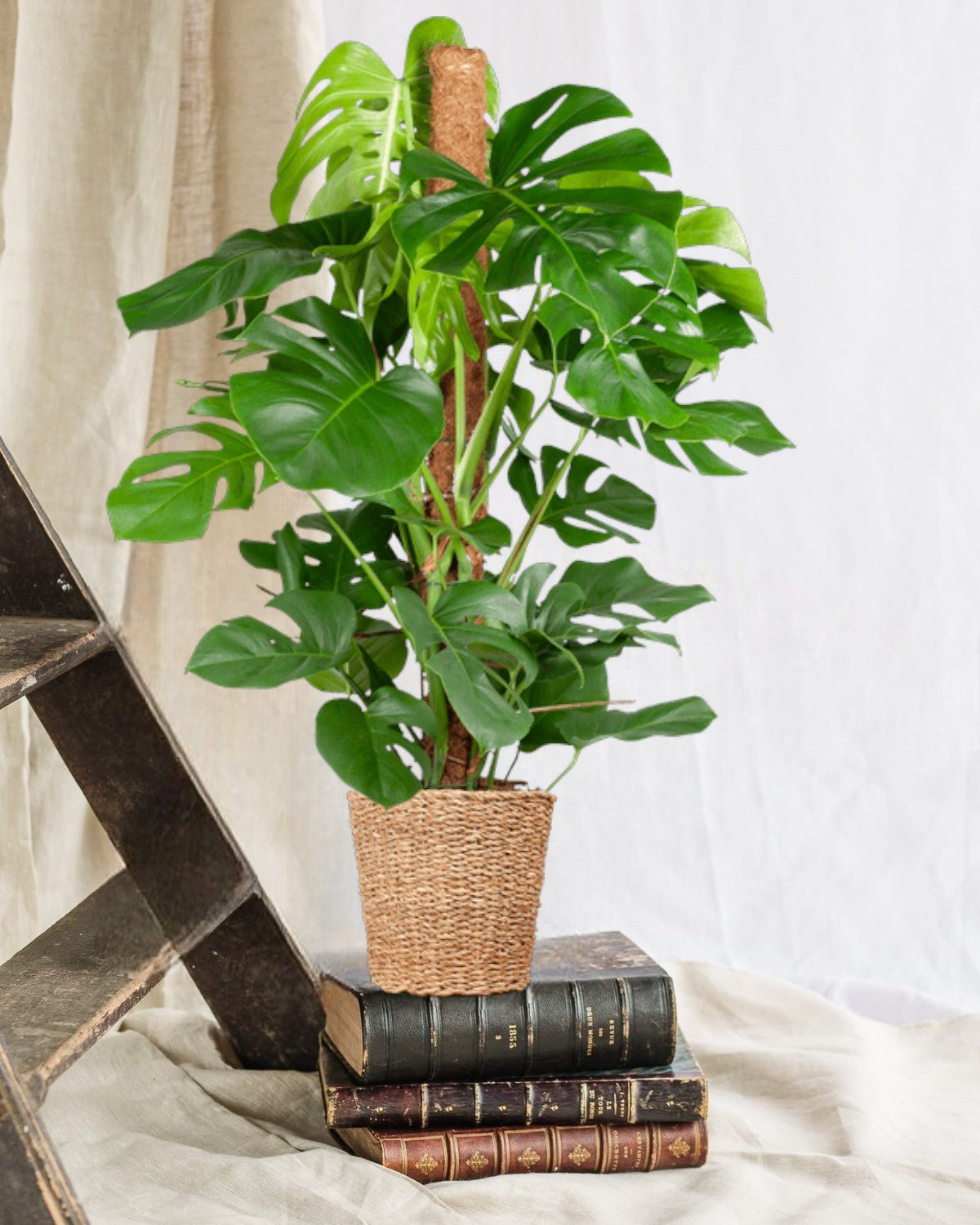 Livraison plante Monstera Deliciosa XL et son pot