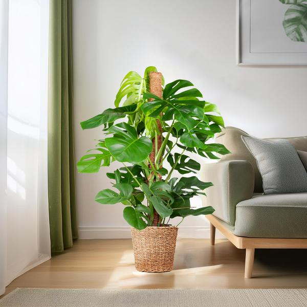 Livraison plante Monstera Deliciosa XL met Torun mand - 120cm - Ø24