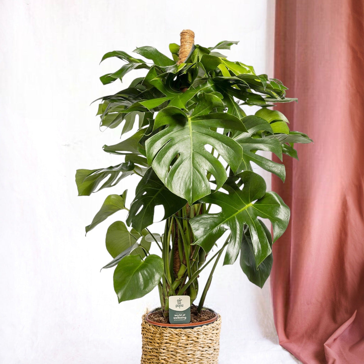 monstera xxl kaufen Monstera Deliciosa XXL mit Stab – Tropische Zimmerpflanze