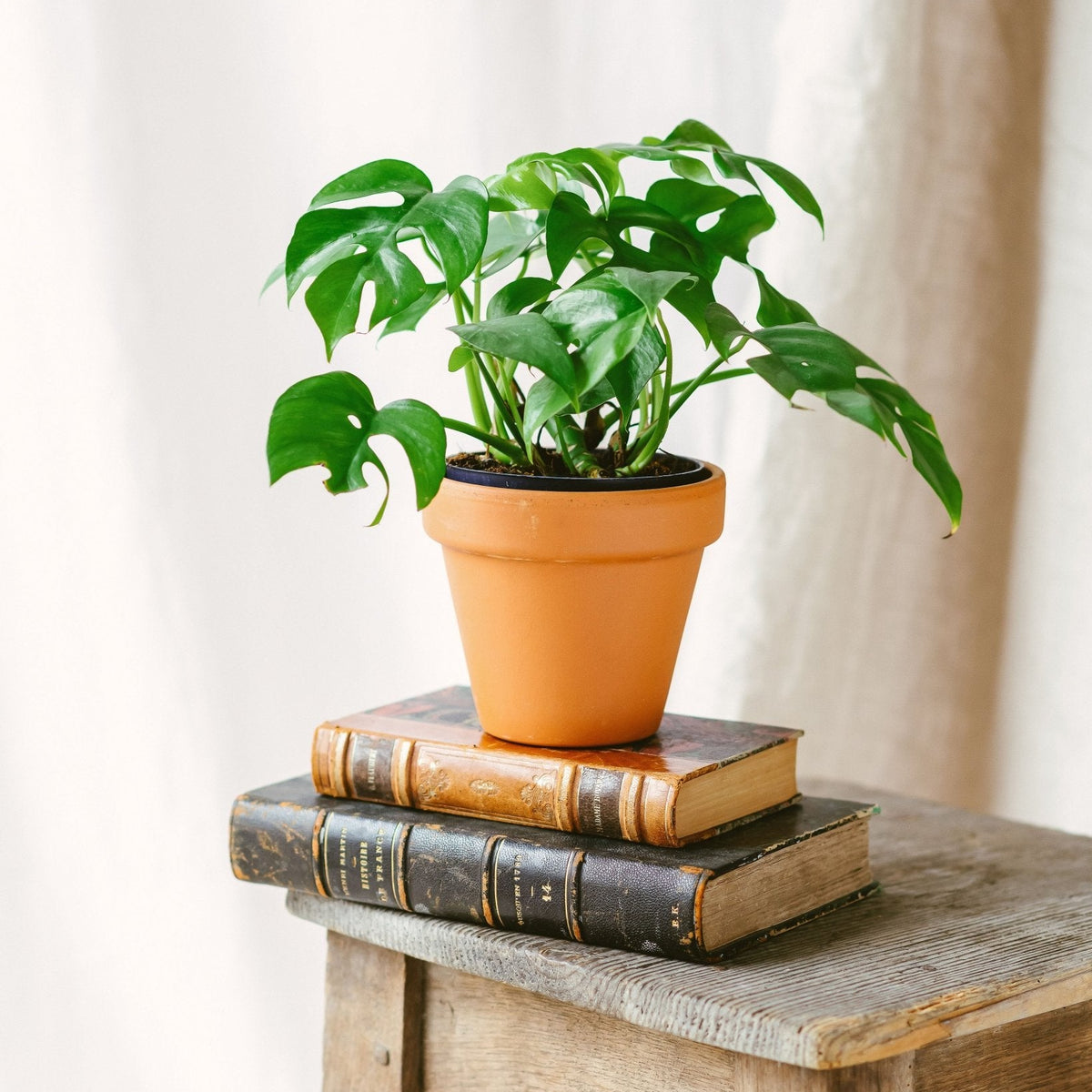 minima monstera Monstera Minima – pflegeleichte tropische Zimmerpflanze