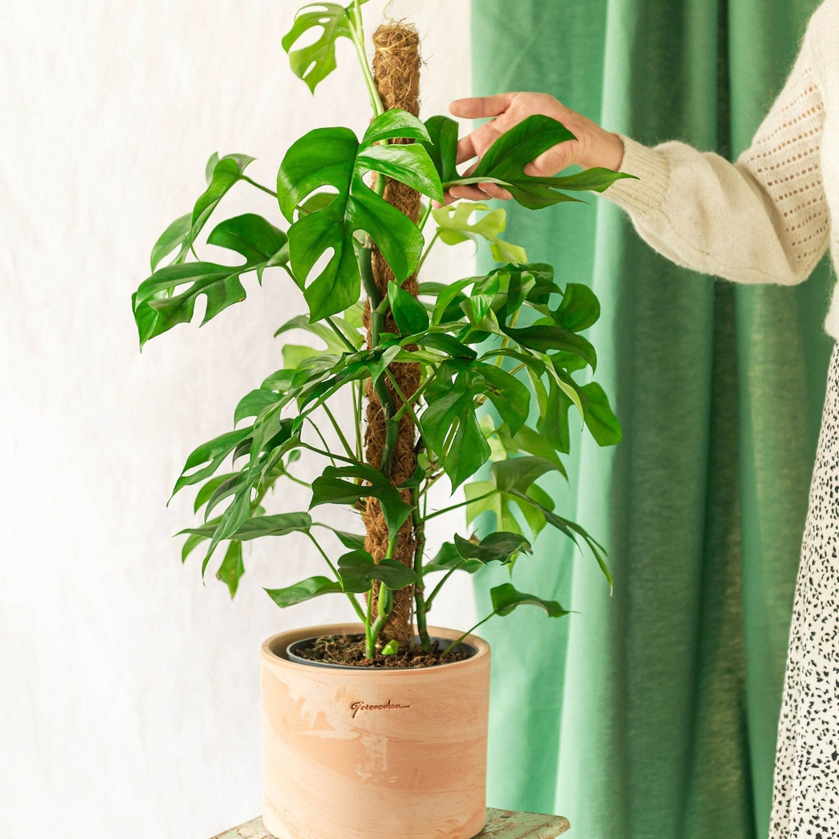 monstera albo kaufen Monstera 'Albo Borsigiana Variegated'