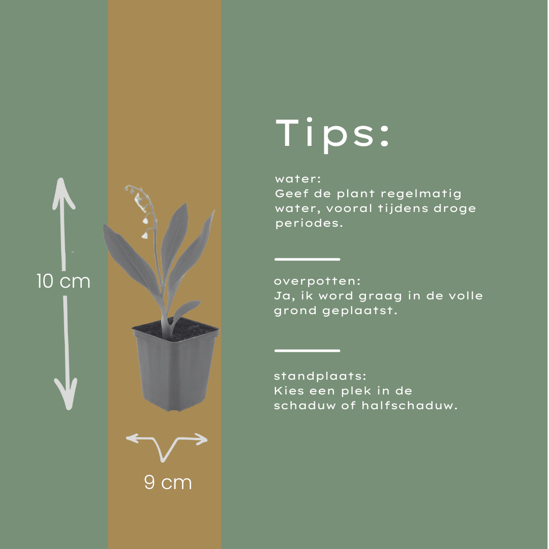 Livraison plante Muguet