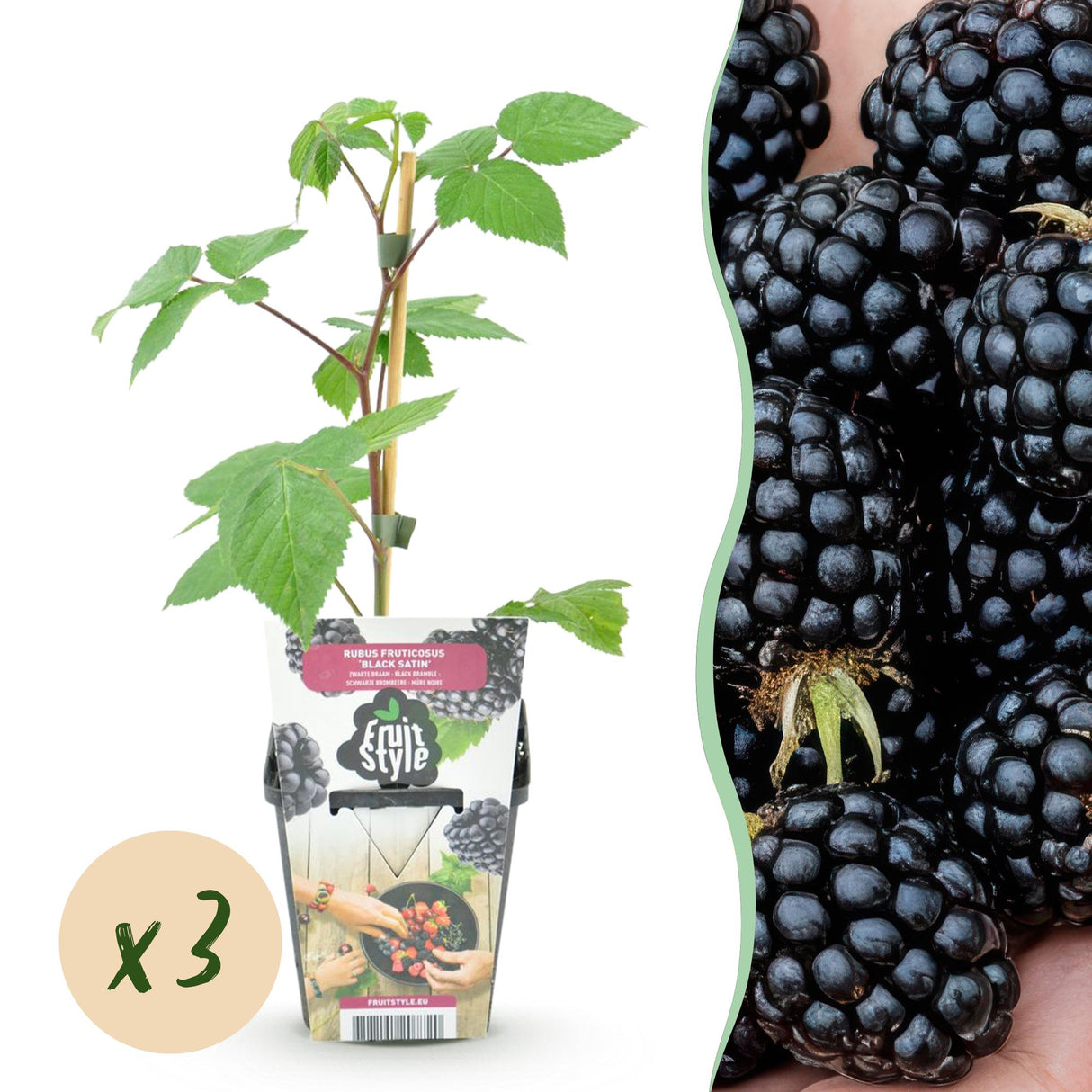 Livraison plante Mûrier Black Satin x3