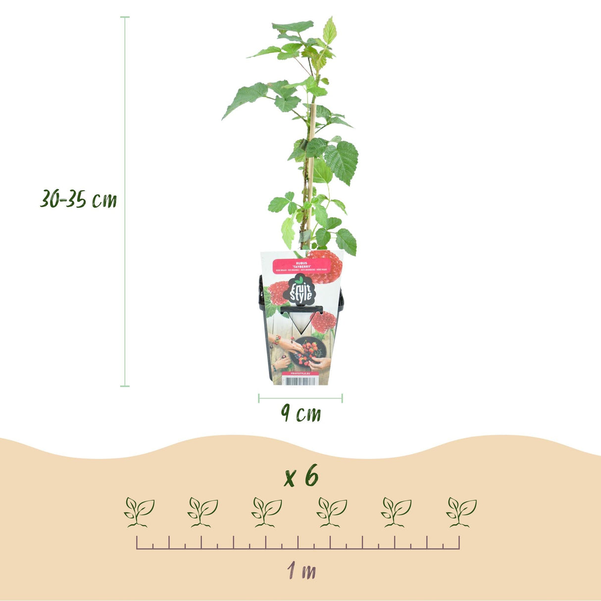 Livraison plante Mûrier - framboisier Tayberry – Lot de 6 – Pot 9 cm