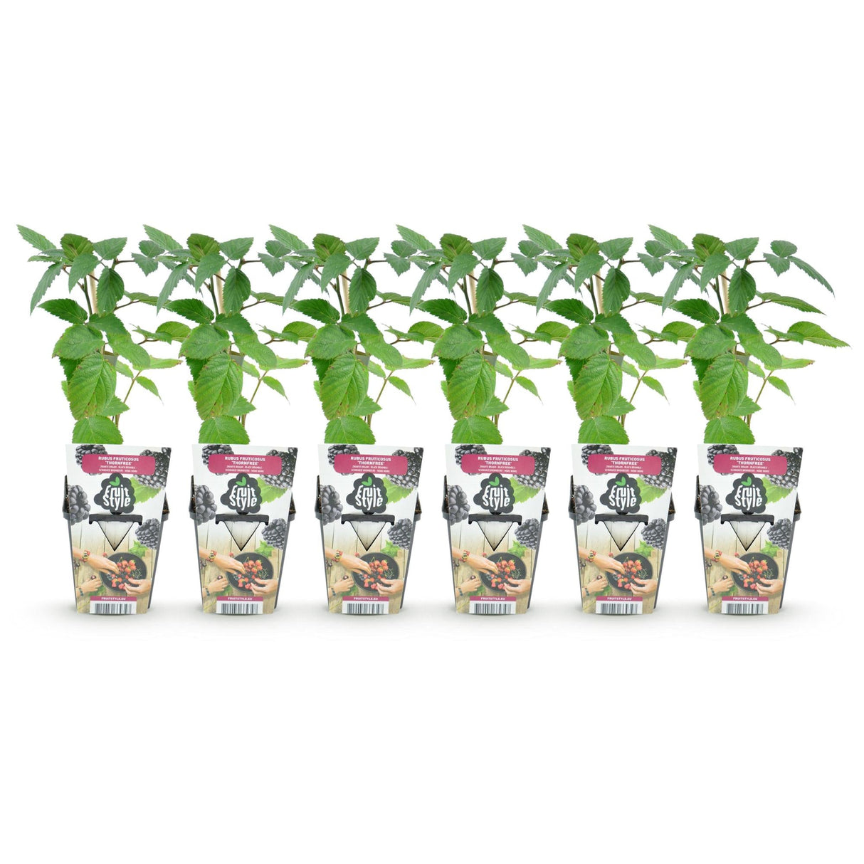 Livraison plante Mûrier Thornfree – Lot de 6 – Pot 9 cm